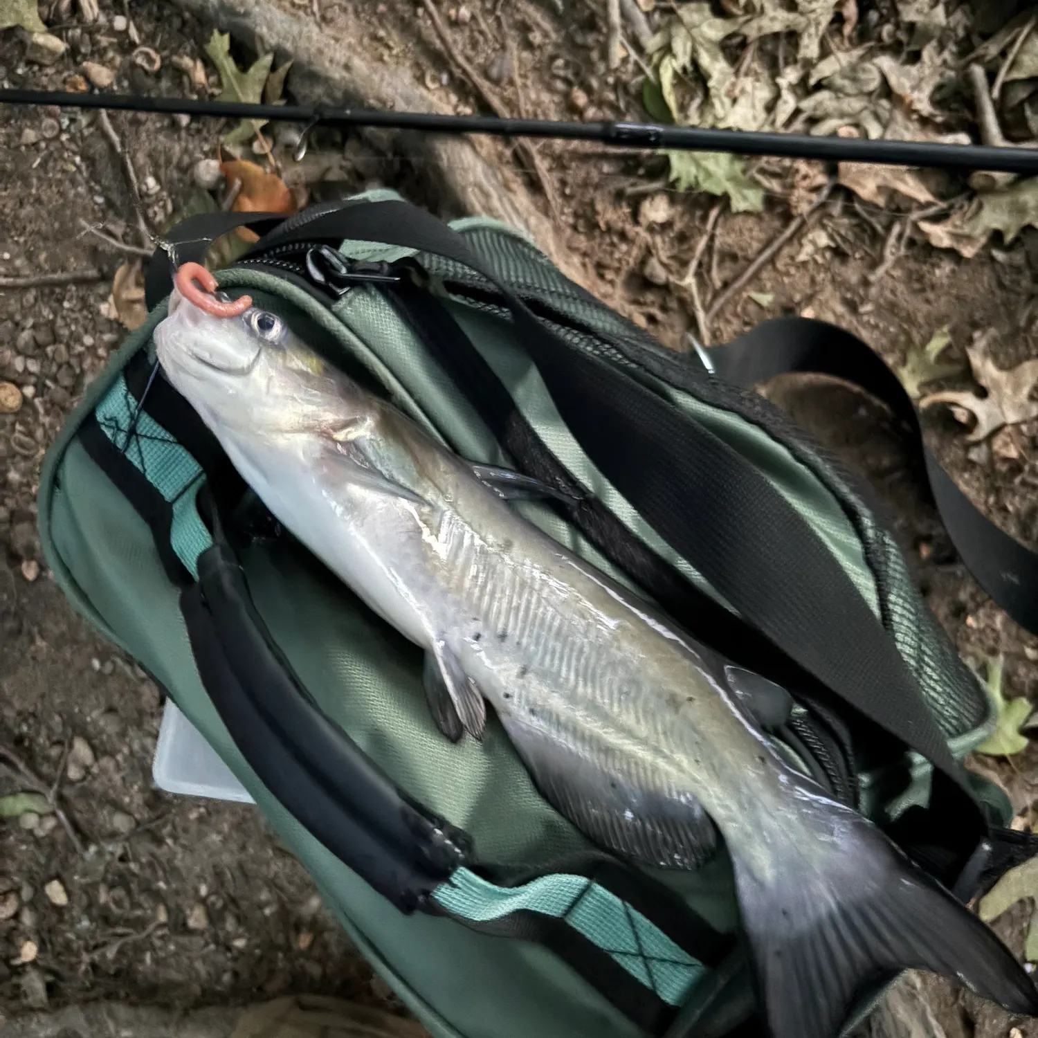 Channel catfish caught on Fishbrain