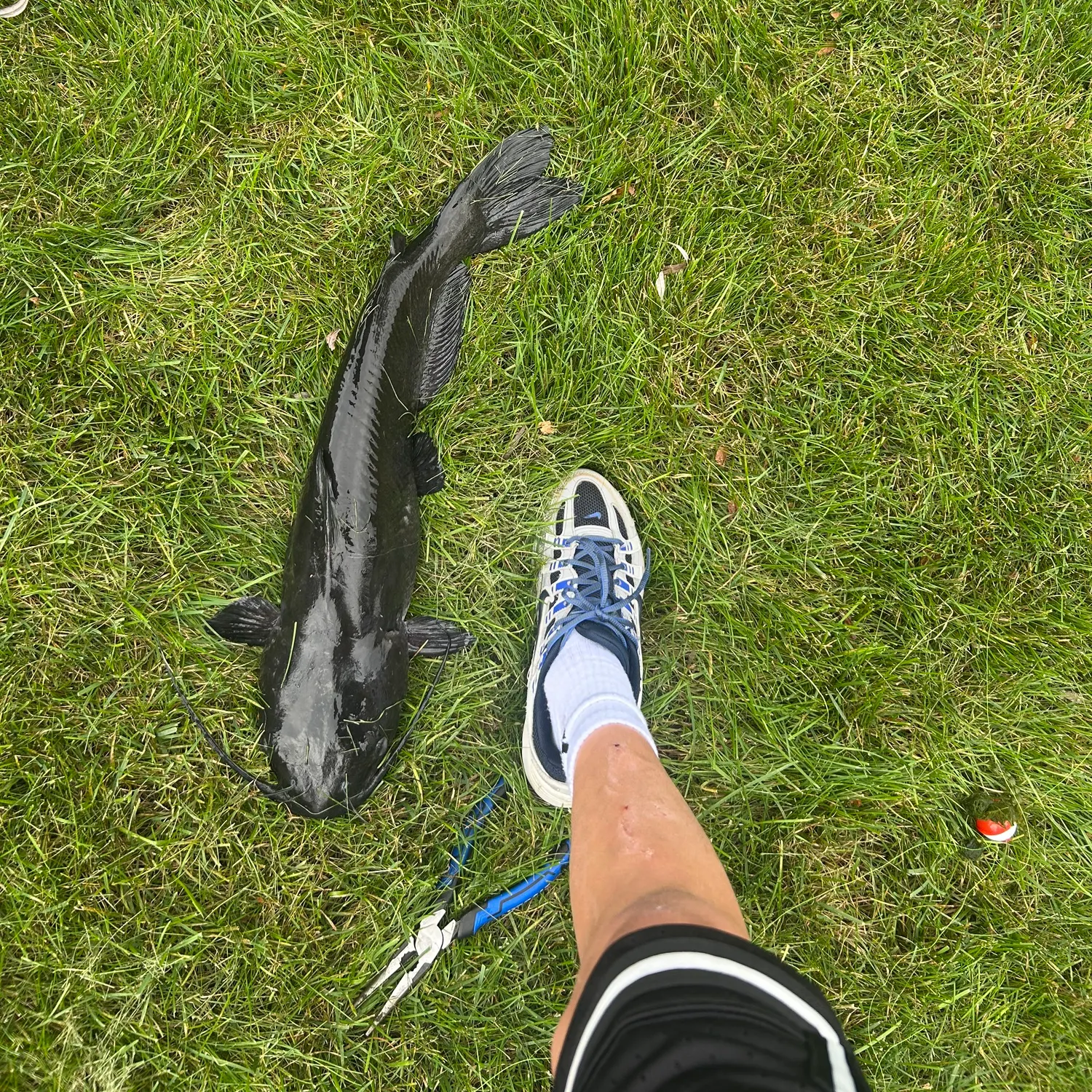 Channel catfish caught on Fishbrain