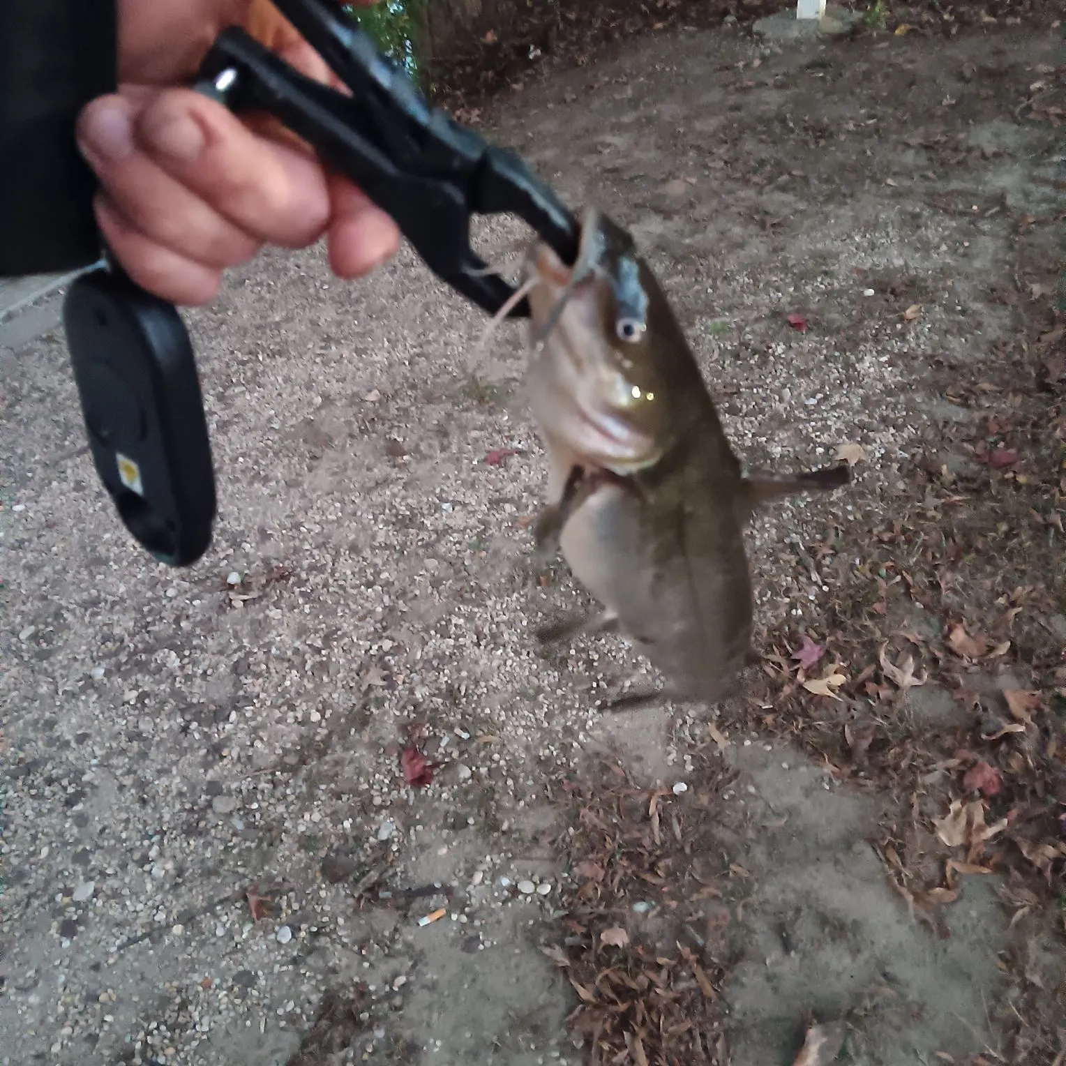 Channel catfish caught on Fishbrain