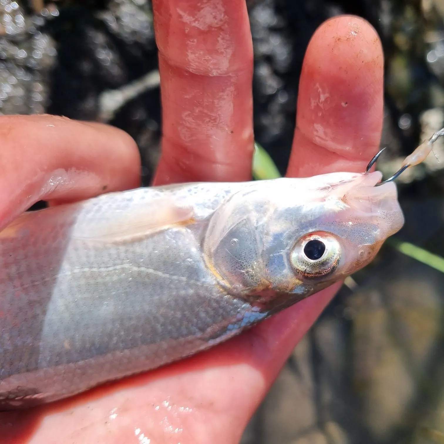 The most recent Vimba bream catches on Fishbrain