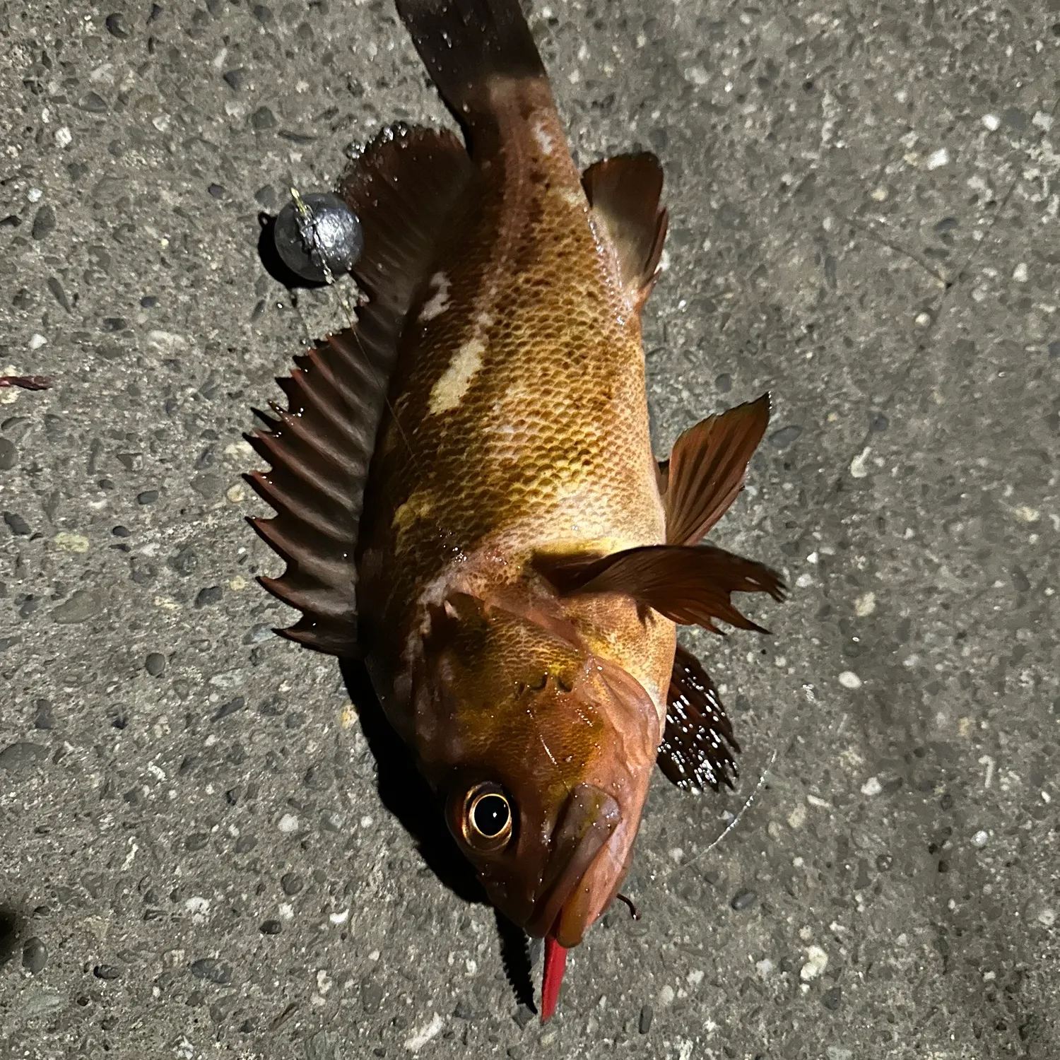 Quillback rockfish caught on Fishbrain