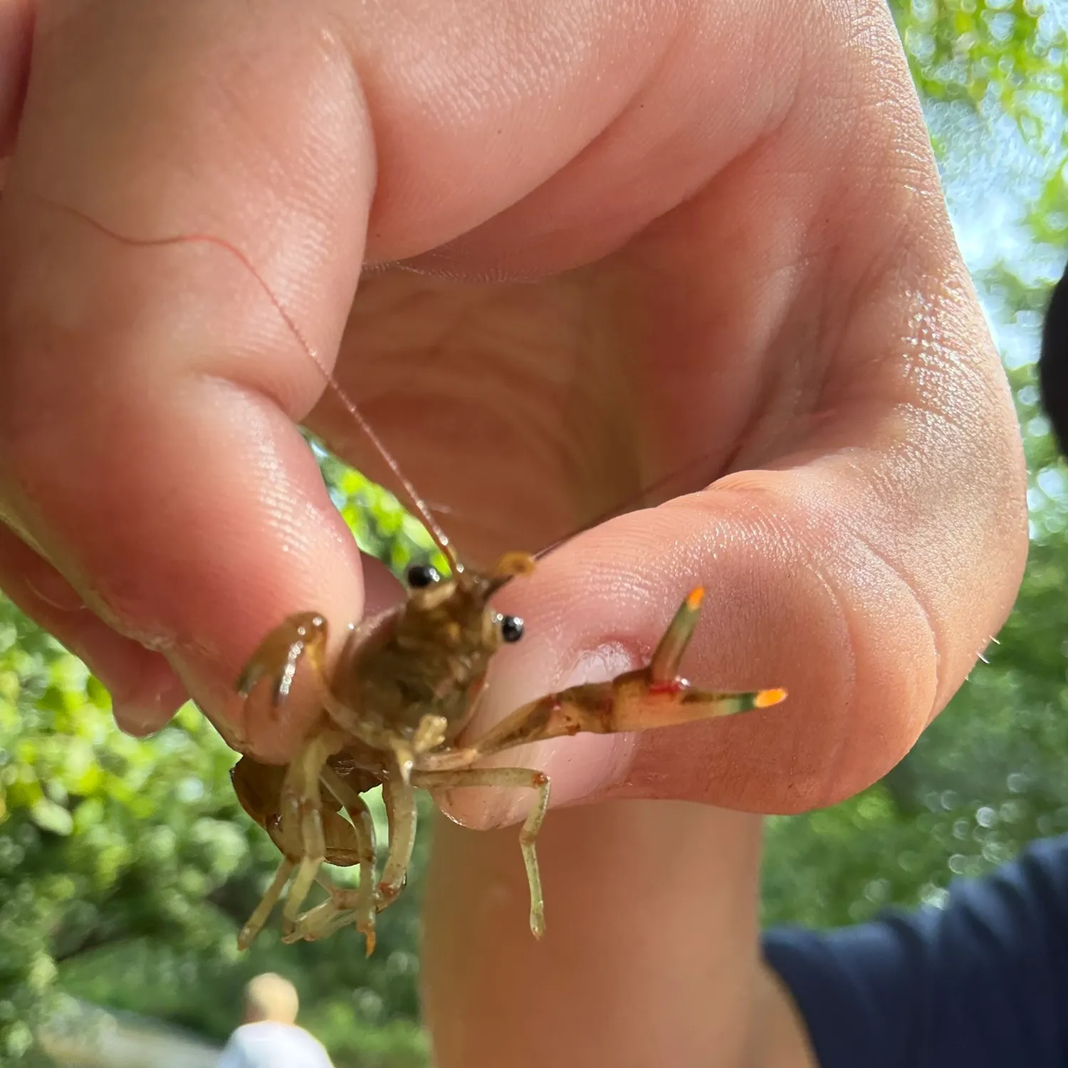 Northern clearwater crayfish caught on Fishbrain
