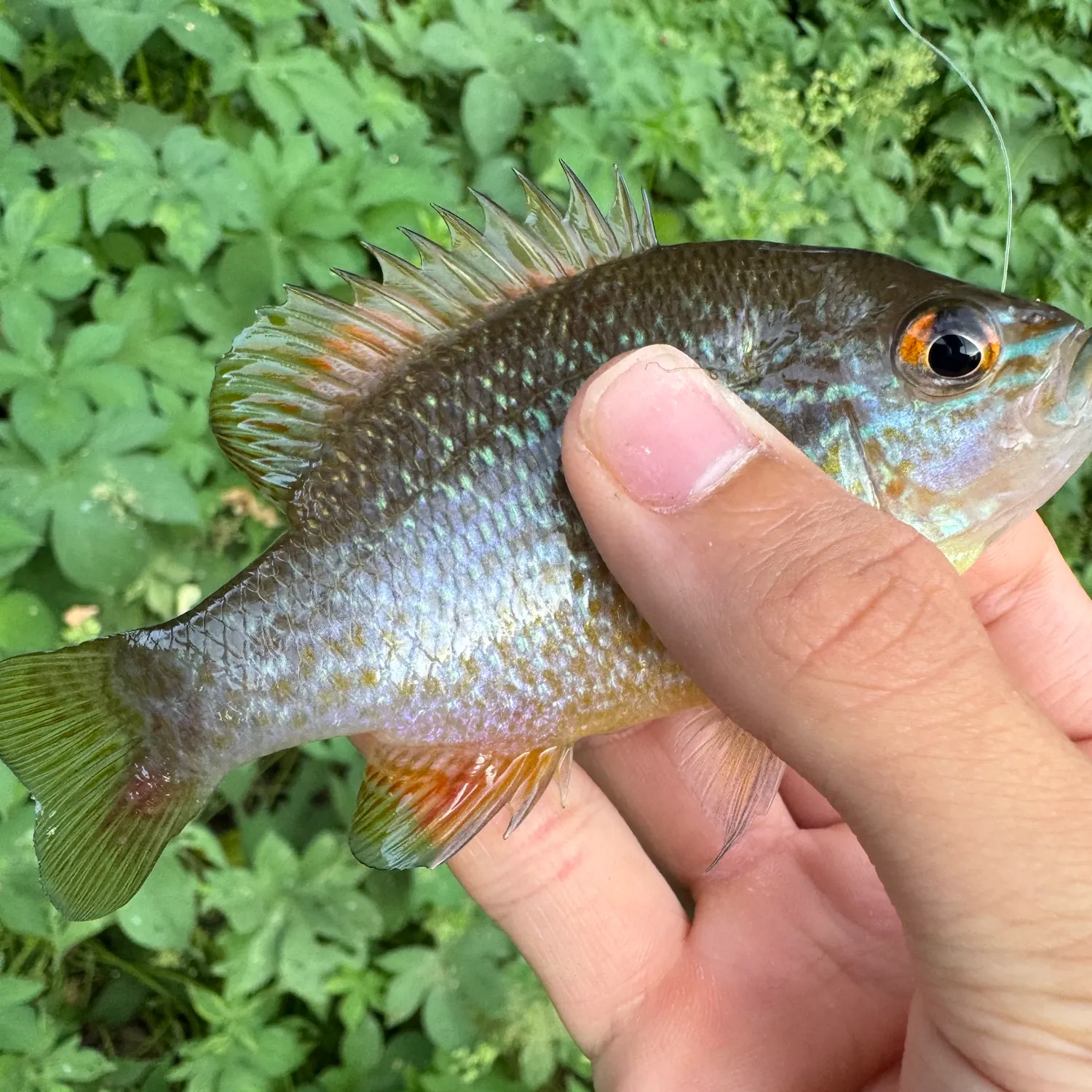 Longear sunfish caught on Fishbrain