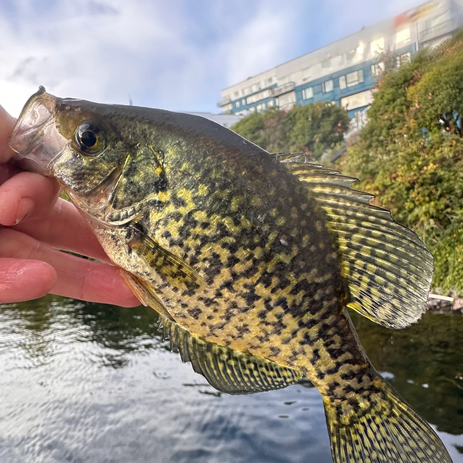 Black crappie caught on Fishbrain