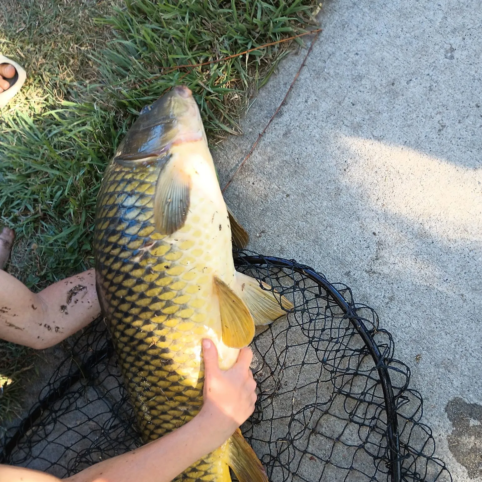 Common carp caught on Fishbrain