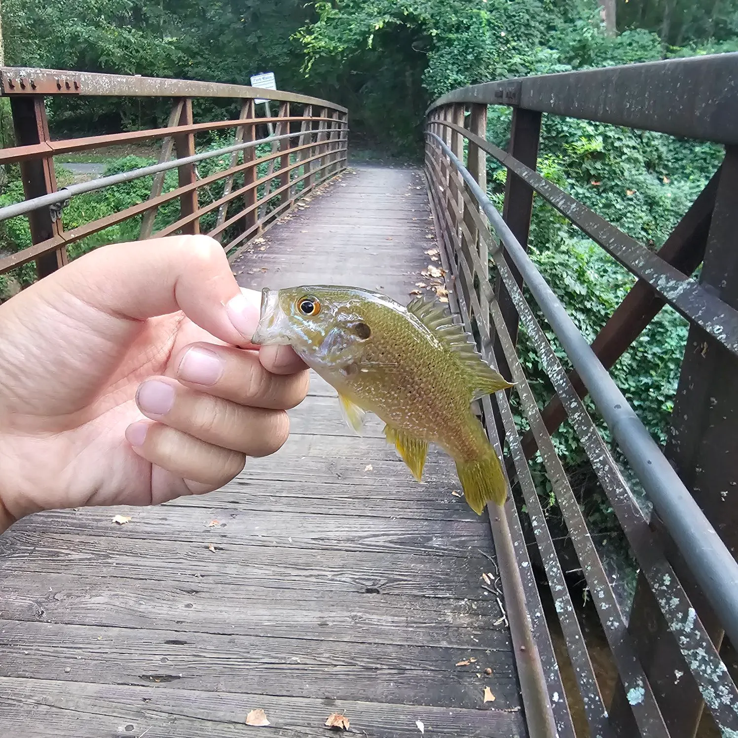 Green sunfish caught on Fishbrain