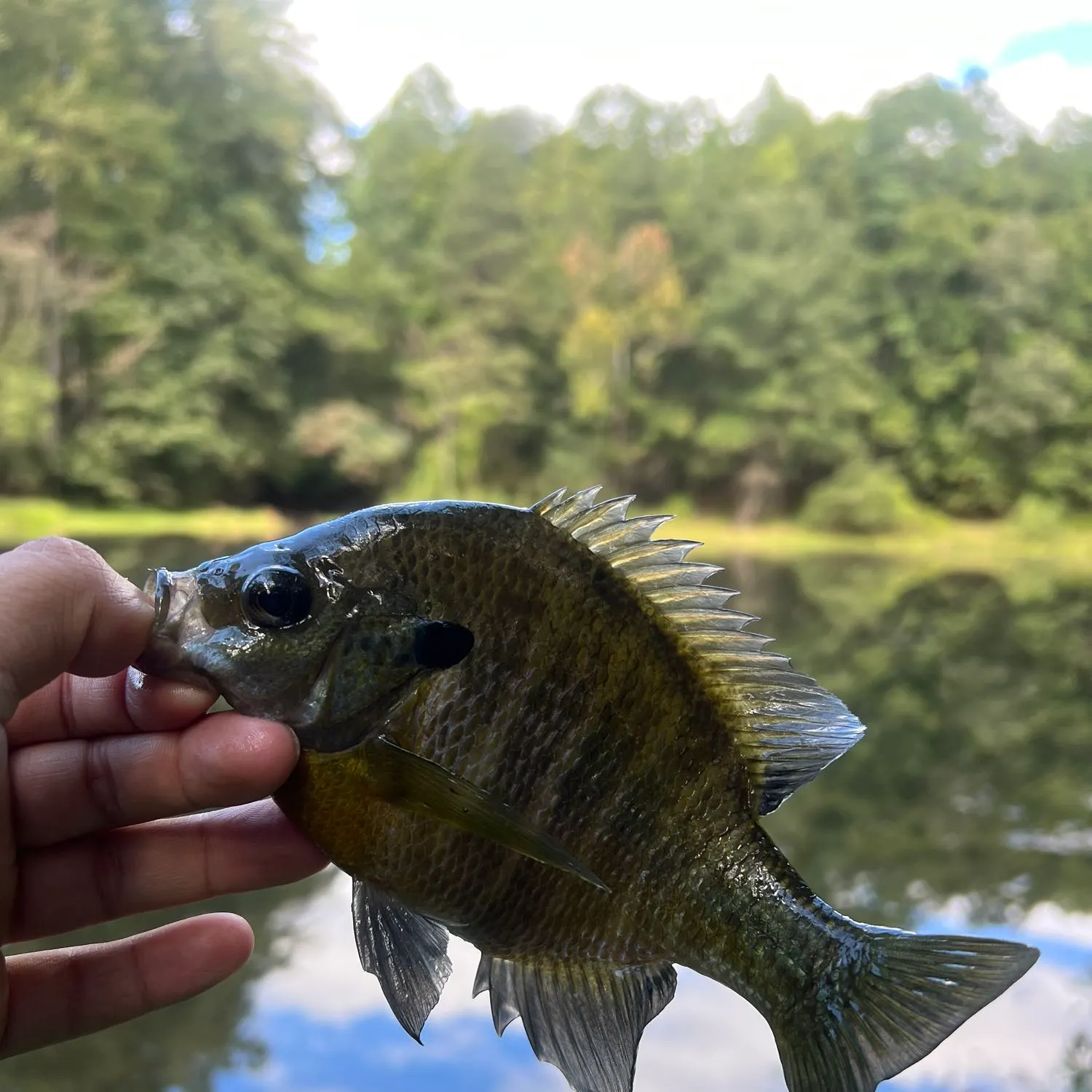Bluegill caught on Fishbrain