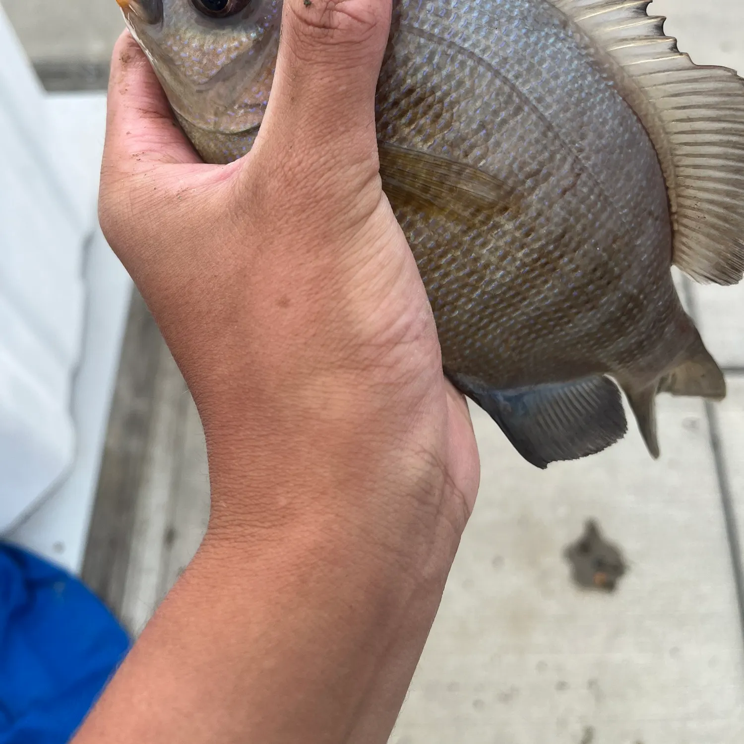 The most recent Black perch catches on Fishbrain