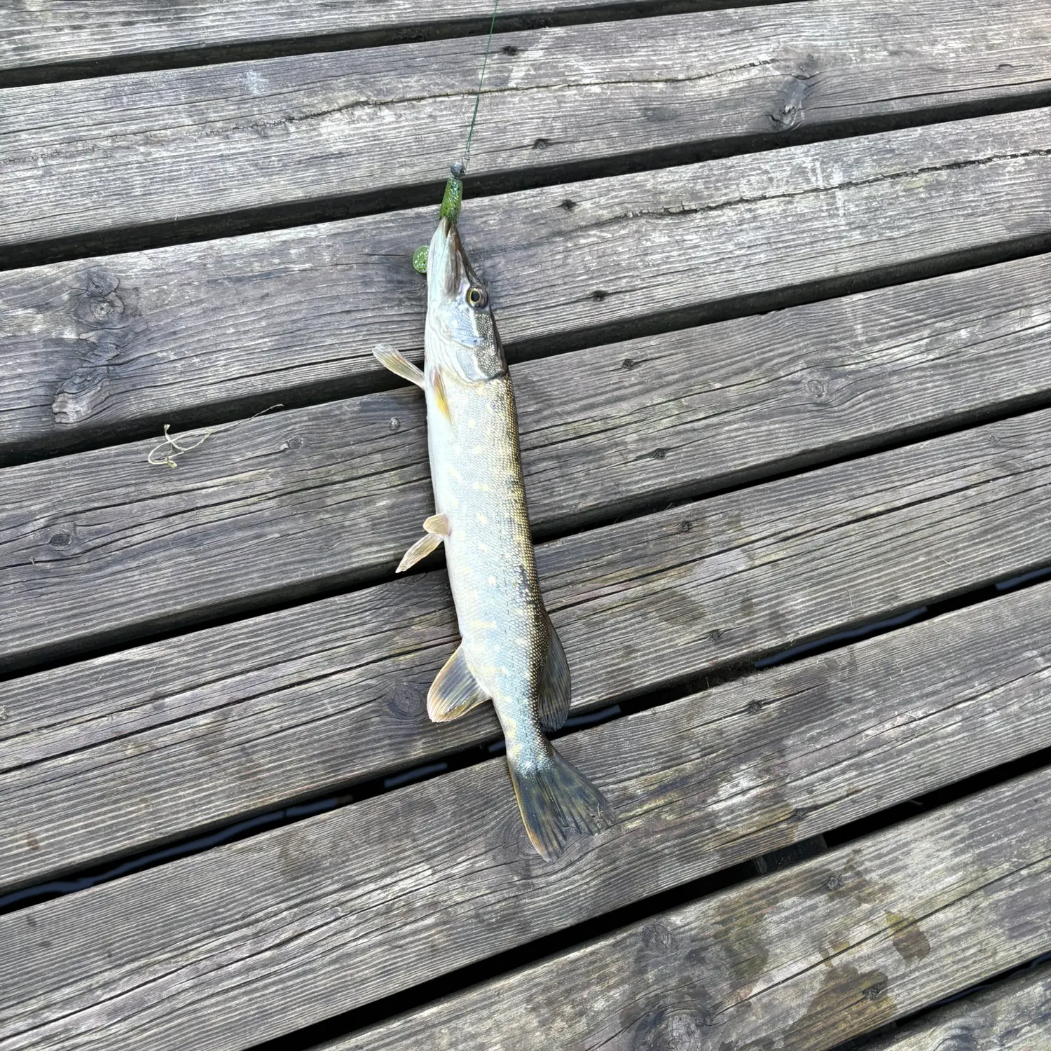 Northern pike caught on Fishbrain