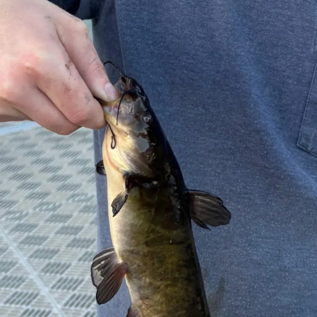 Black bullhead caught on Fishbrain