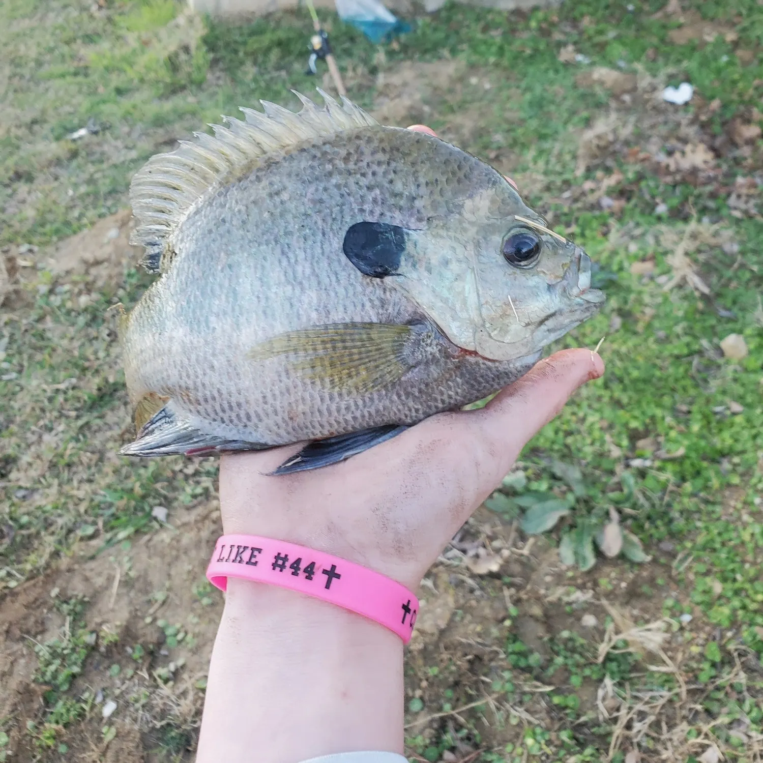 The most recent Coppernose bluegill catches on Fishbrain