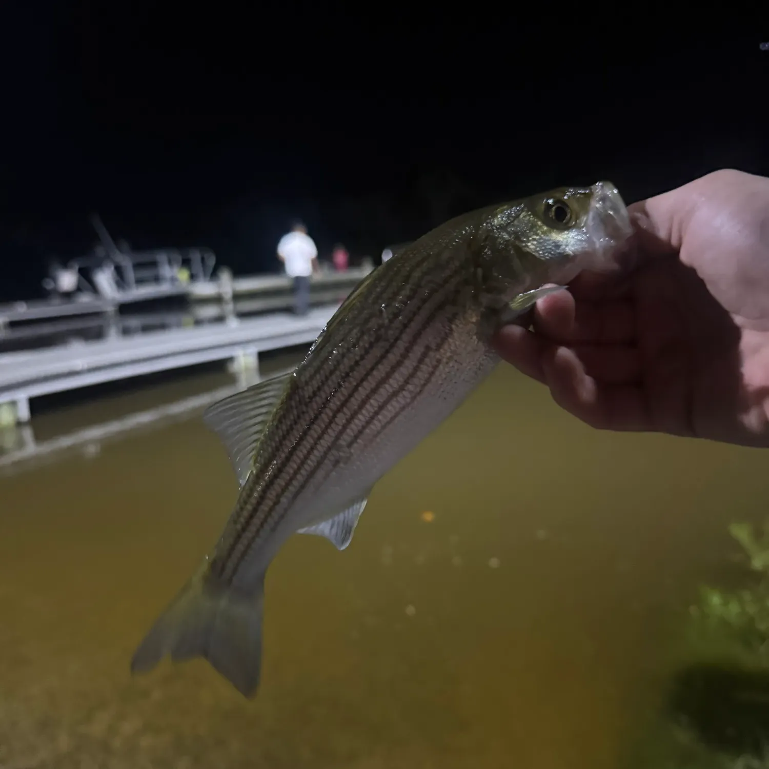 Striped bass caught on Fishbrain