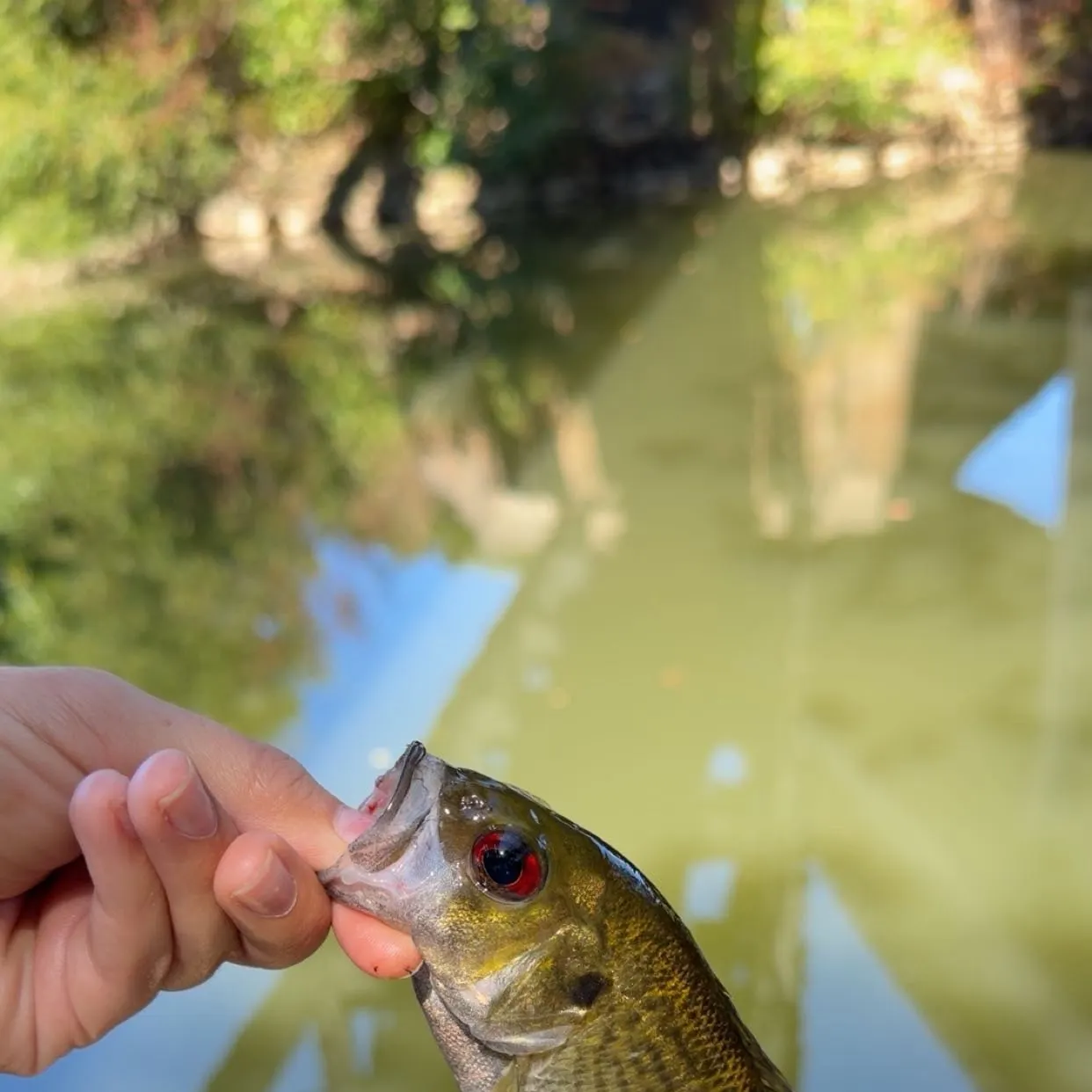 Rock bass caught on Fishbrain