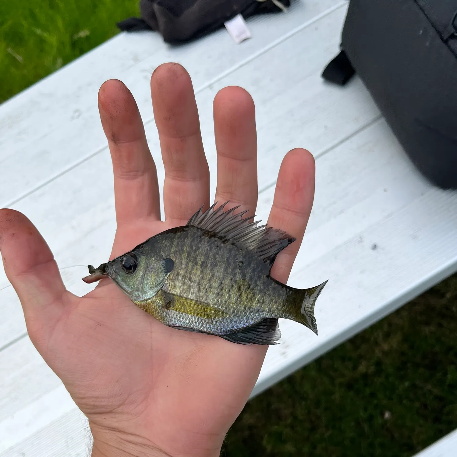 Bluegill caught on Fishbrain