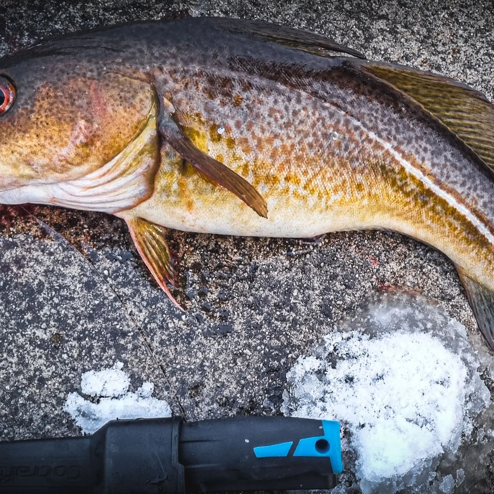 The most recent Atlantic cod catches on Fishbrain