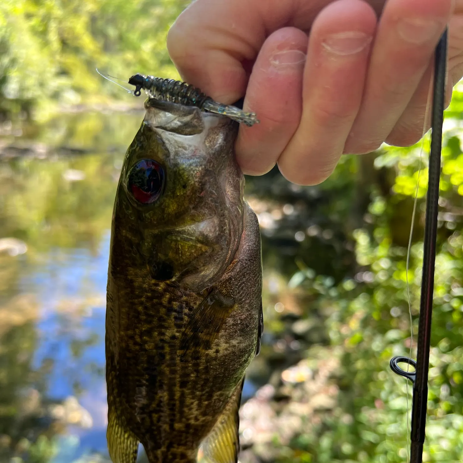Rock bass caught on Fishbrain