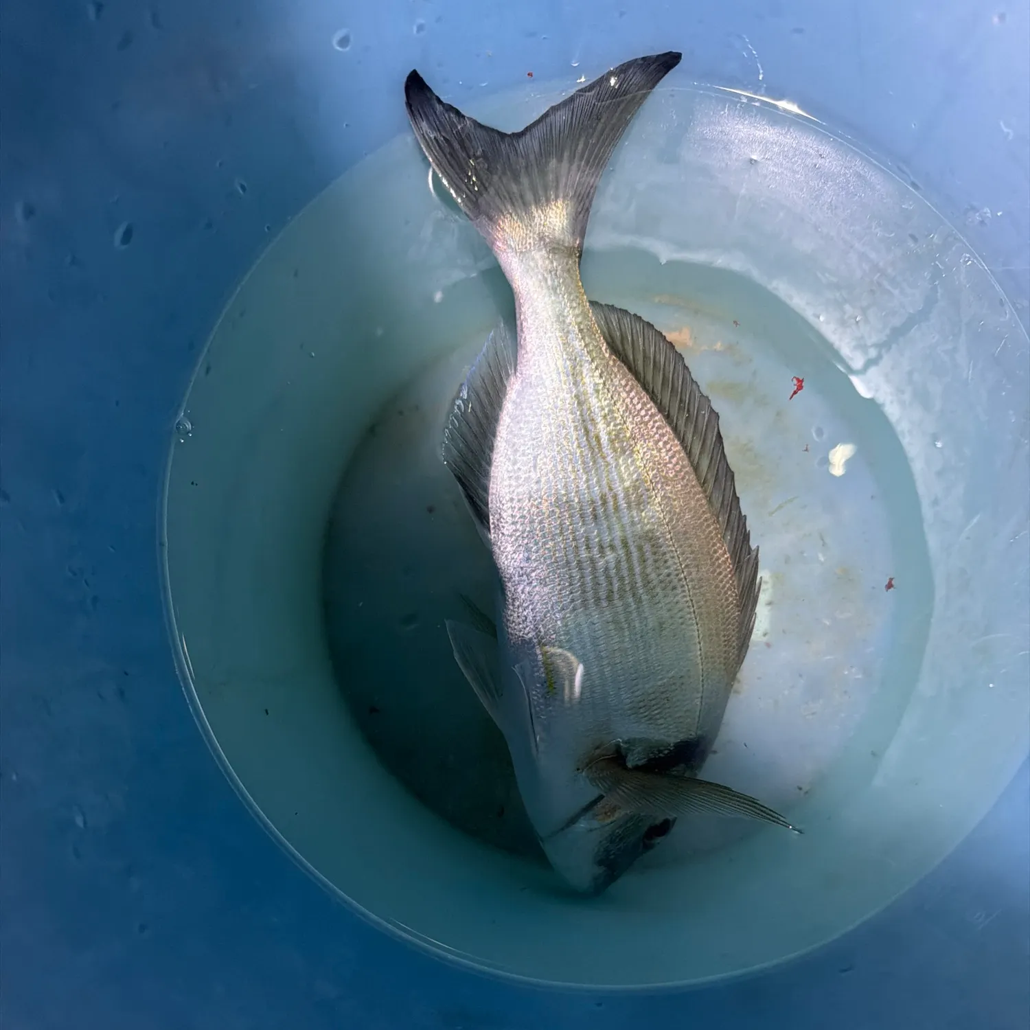 Gilthead seabream caught on Fishbrain