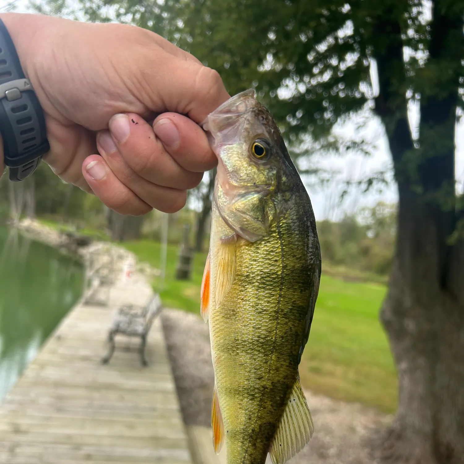 Yellow perch caught on Fishbrain