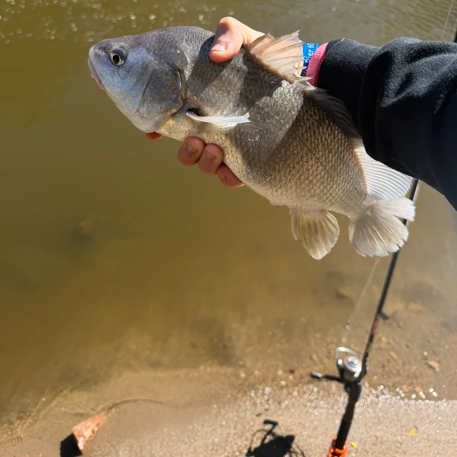 Freshwater drum caught on Fishbrain