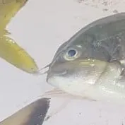 The most recent White seabream catches on Fishbrain
