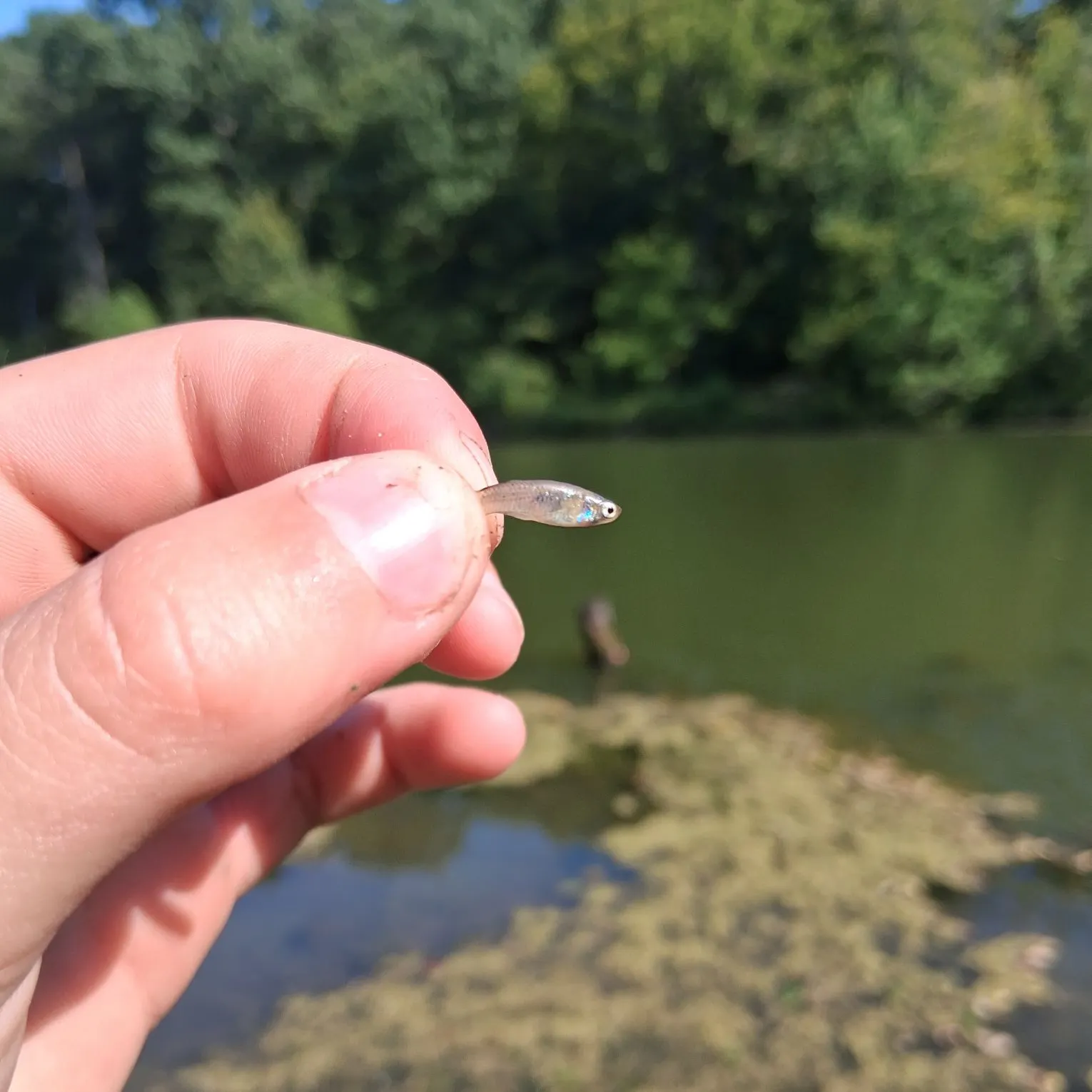 Western mosquitofish caught on Fishbrain