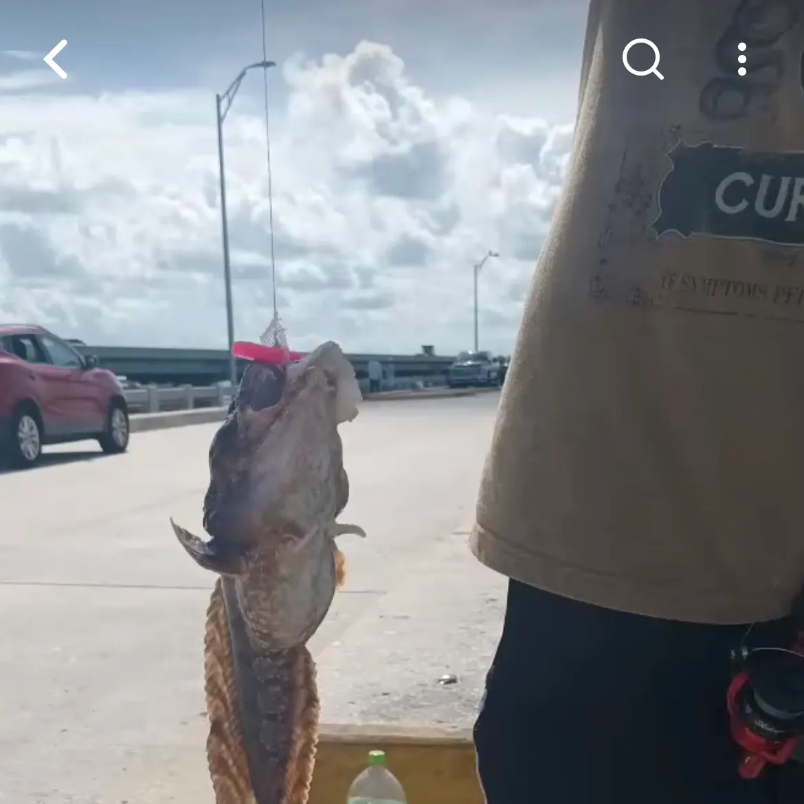 Gulf toadfish caught on Fishbrain