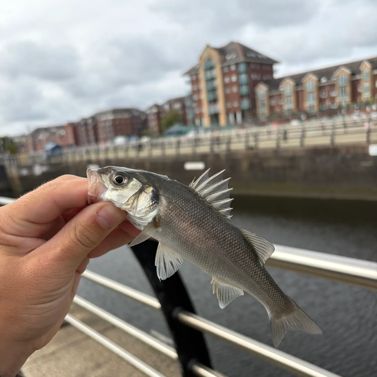 European seabass caught on Fishbrain