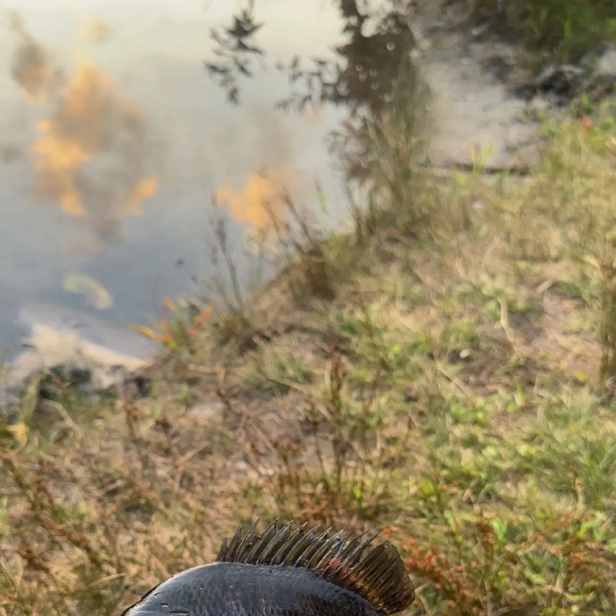 Bluegill caught on Fishbrain
