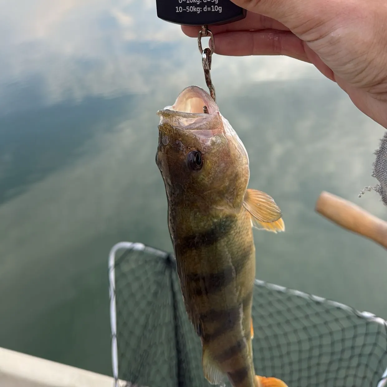 European perch caught on Fishbrain