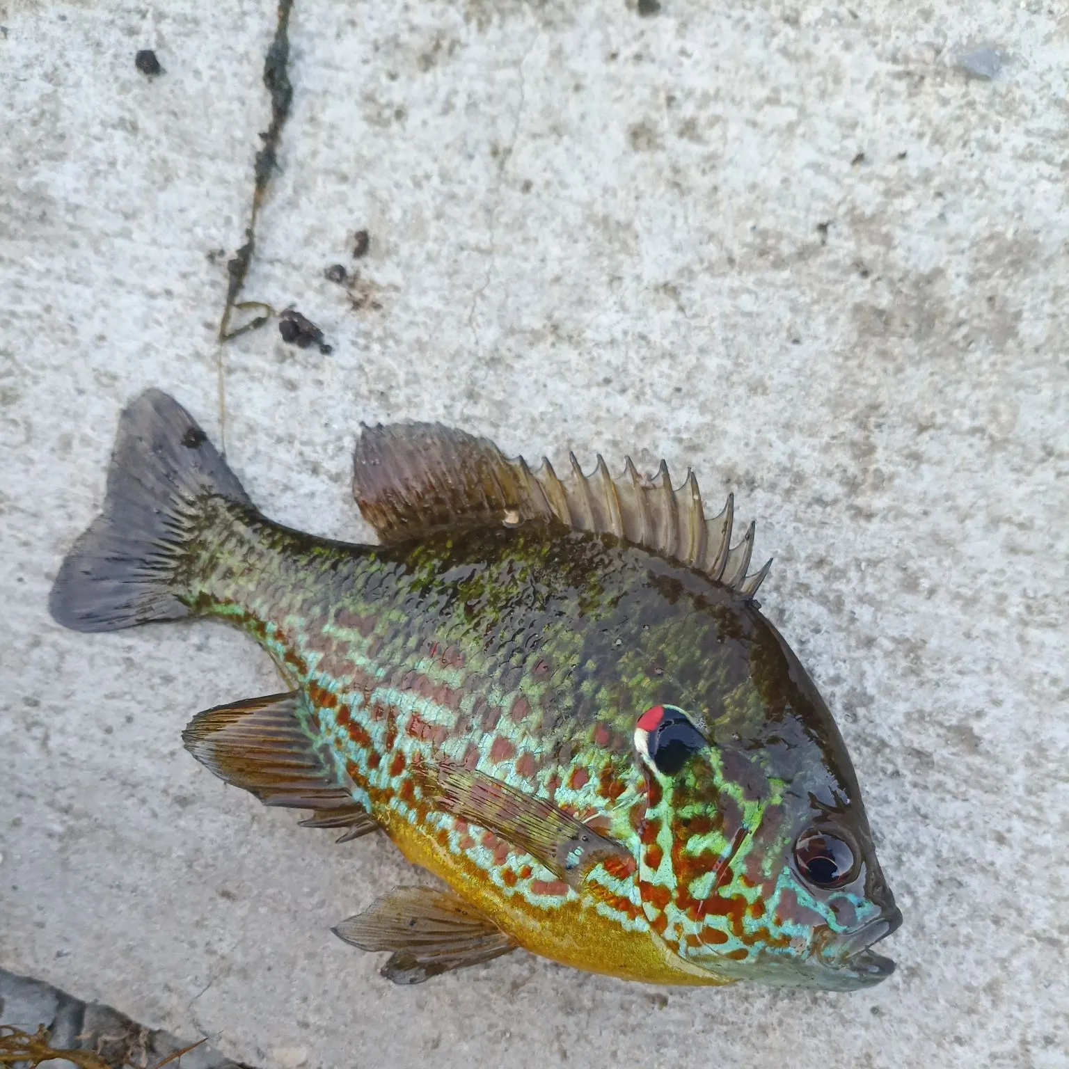 recently logged catches