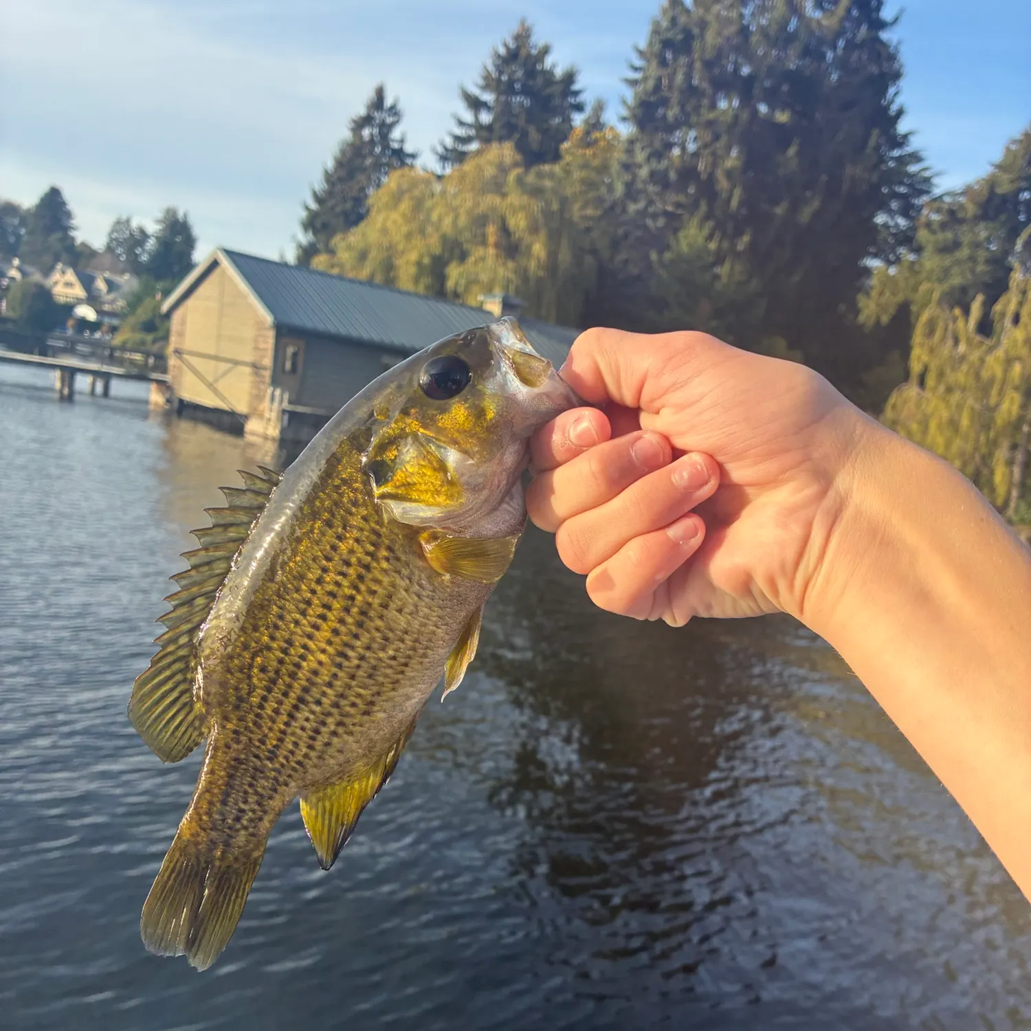 Rock bass caught on Fishbrain