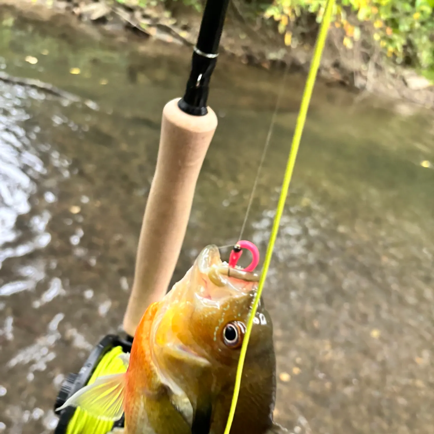 Fish caught on Fishbrain
