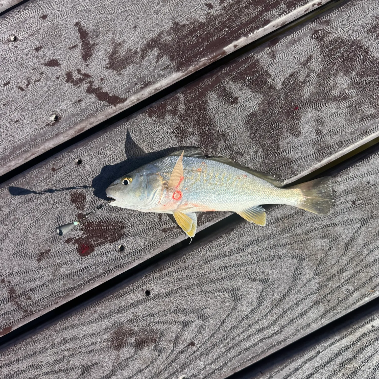 Atlantic croaker caught on Fishbrain