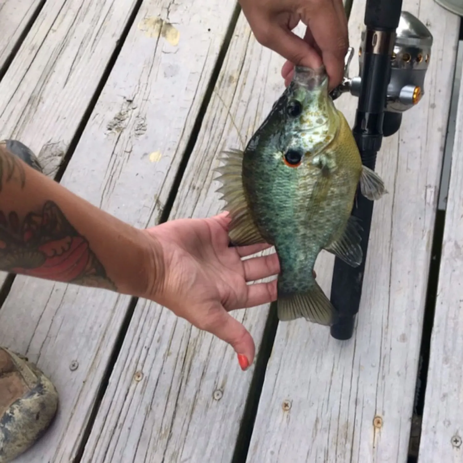 recently logged catches