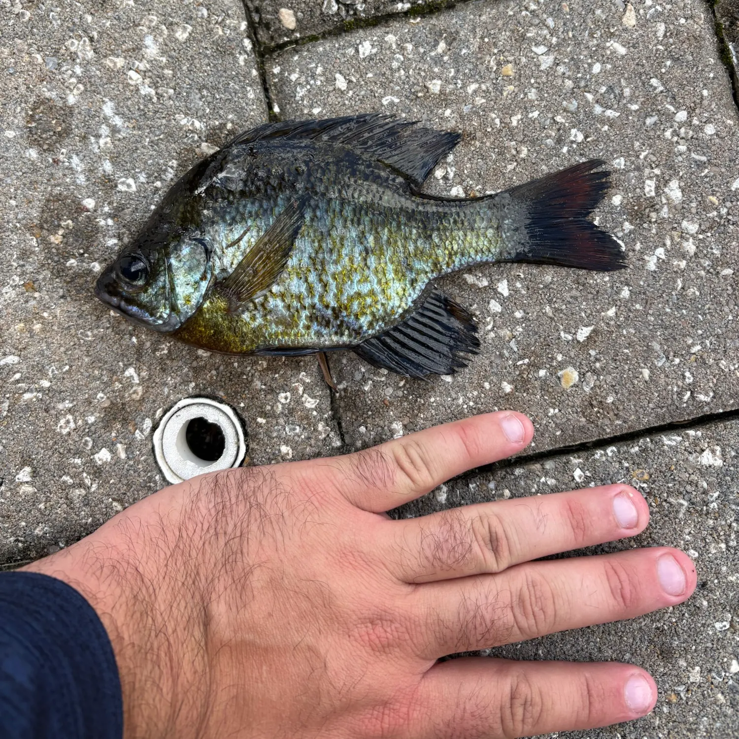 Bluegill caught on Fishbrain