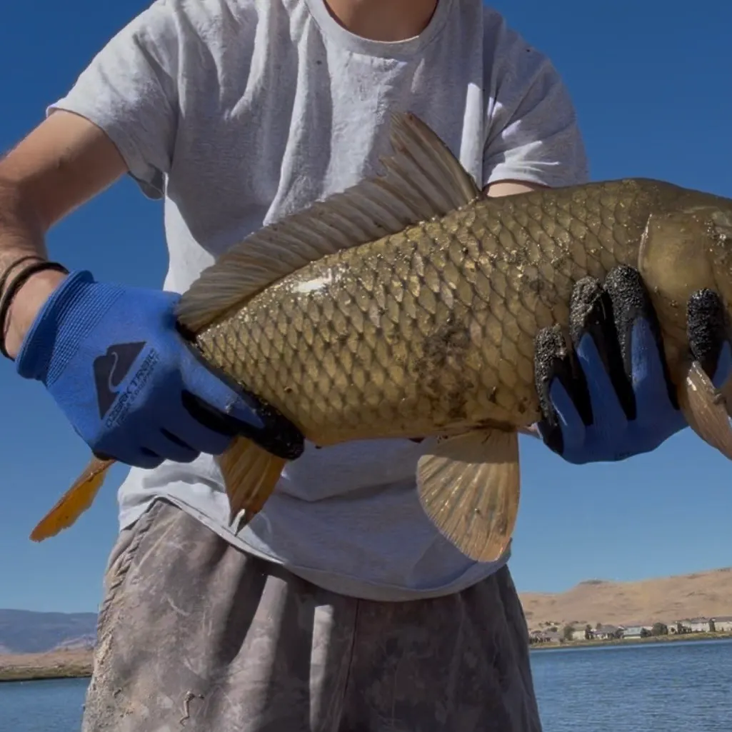 Common carp caught on Fishbrain