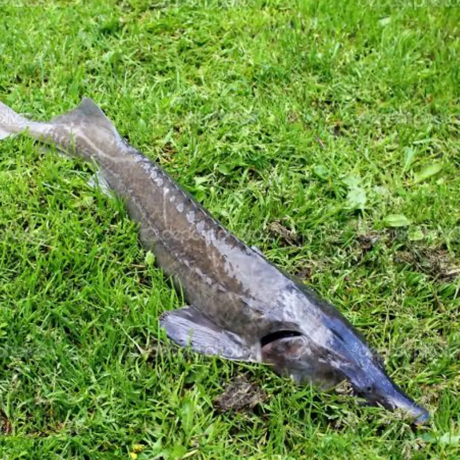 The most recent Green sturgeon catches on Fishbrain