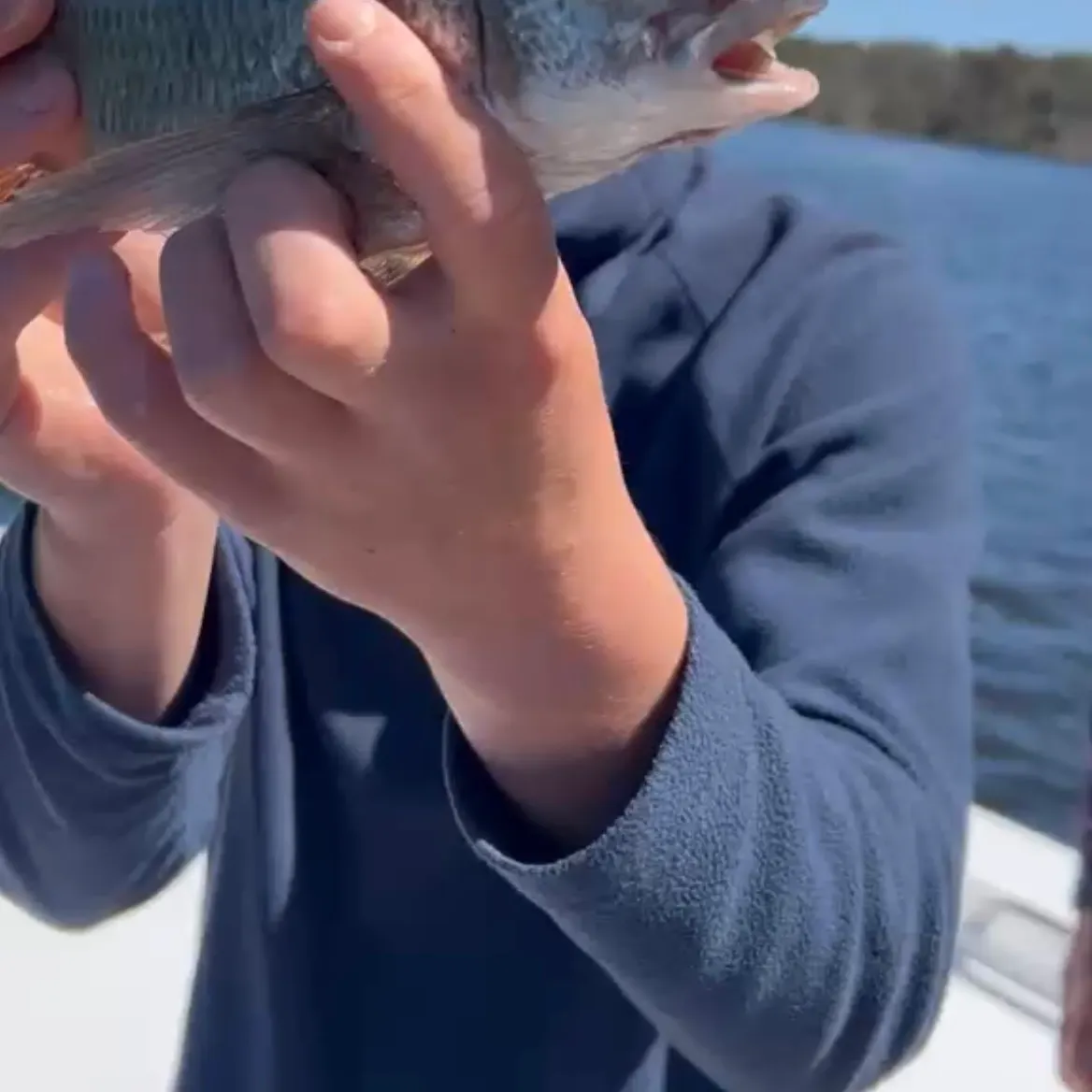 Southern black bream caught on Fishbrain