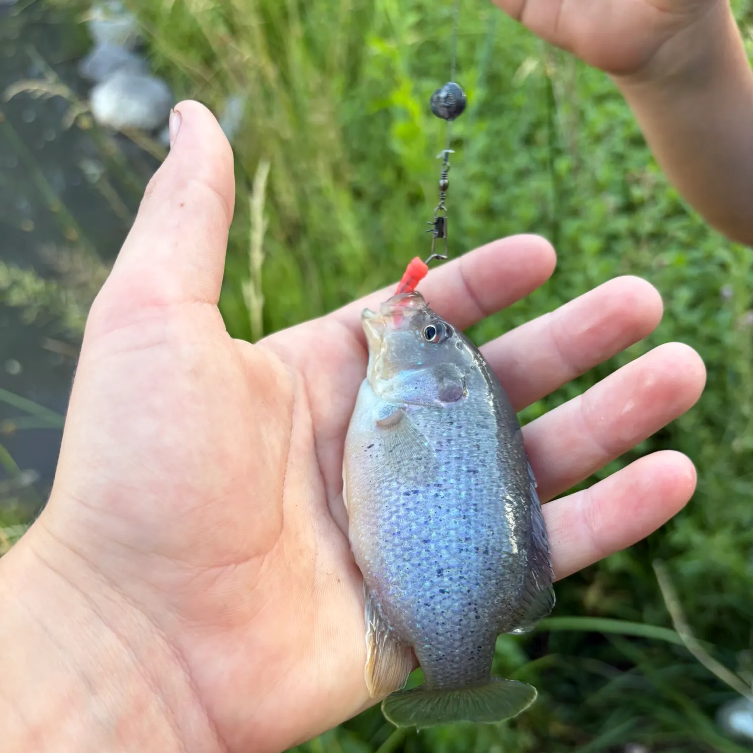 Bluegill caught on Fishbrain