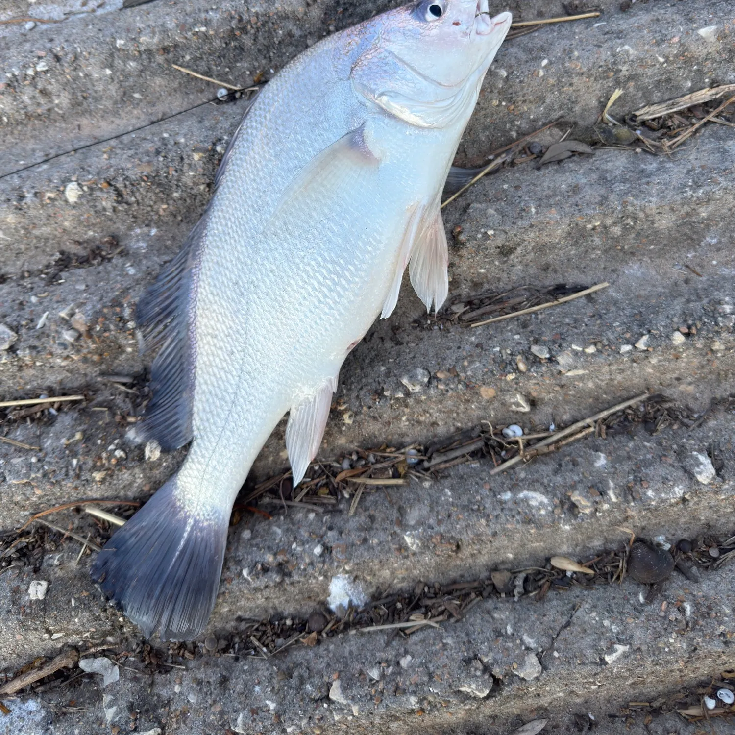 Freshwater drum caught on Fishbrain