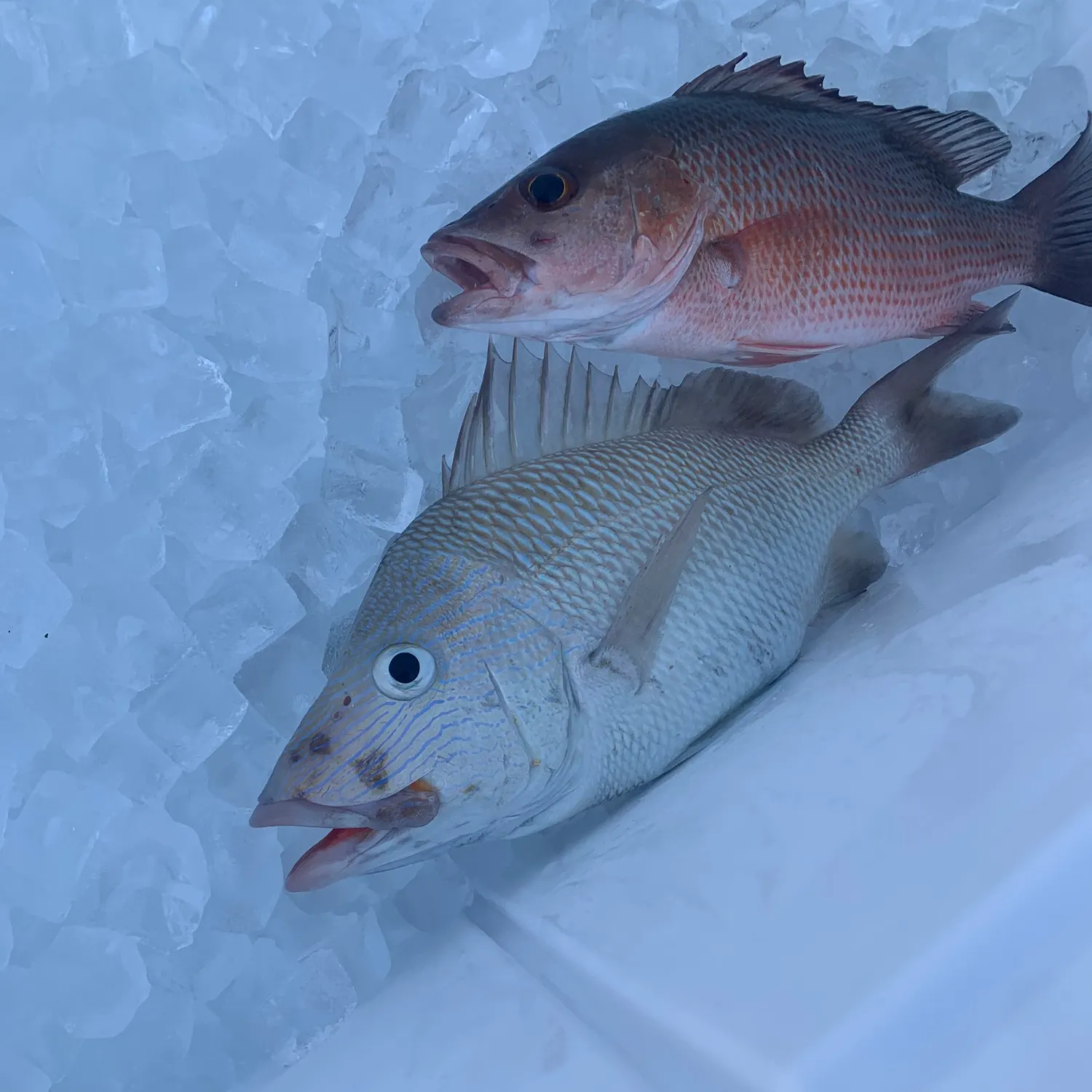 The most recent White grunt catches on Fishbrain