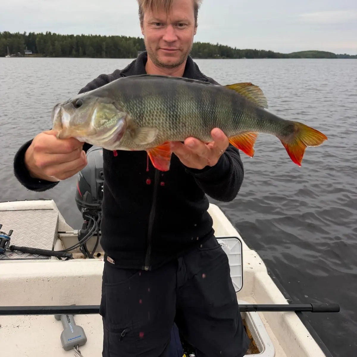 European perch caught on Fishbrain