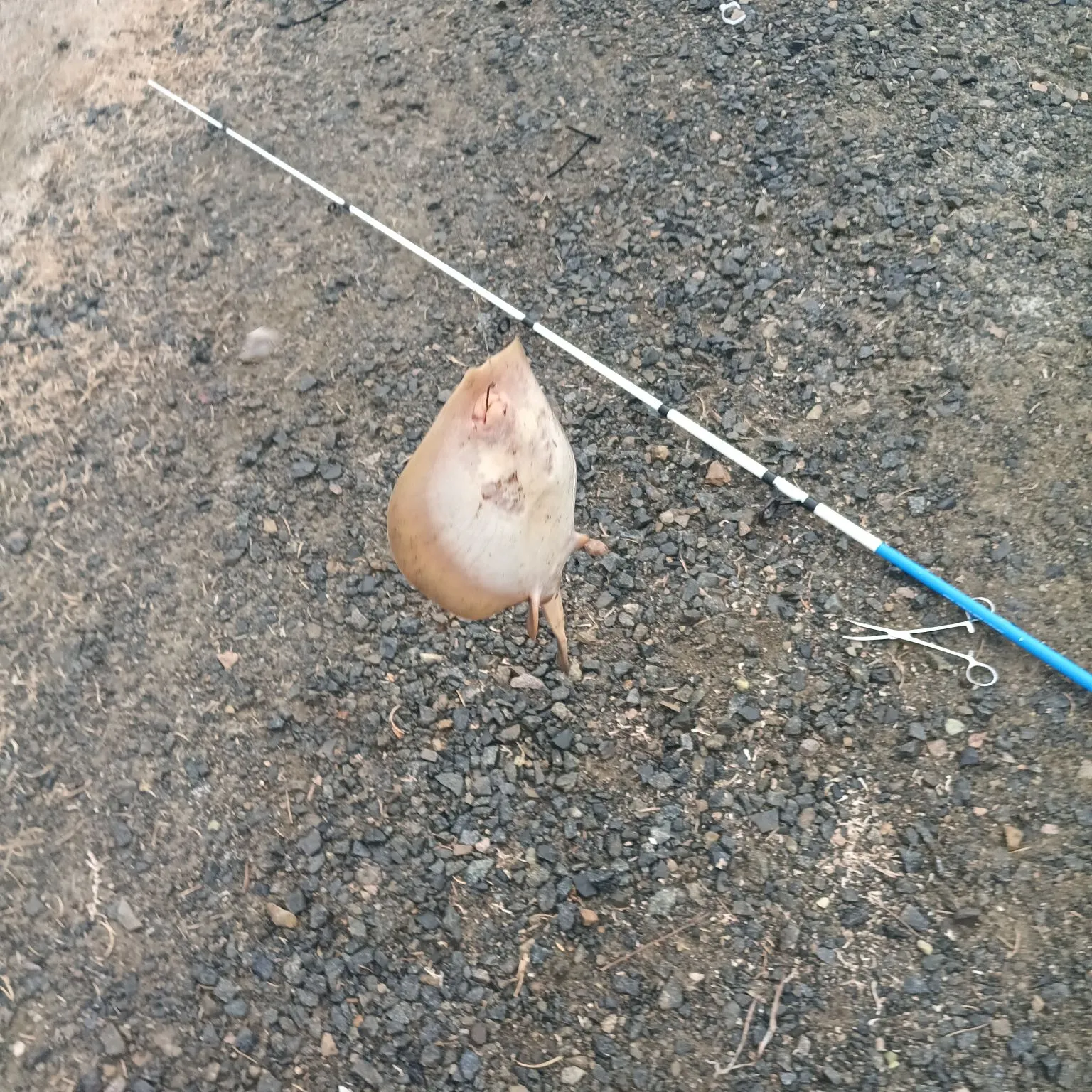 The most recent Haller's round ray catches on Fishbrain