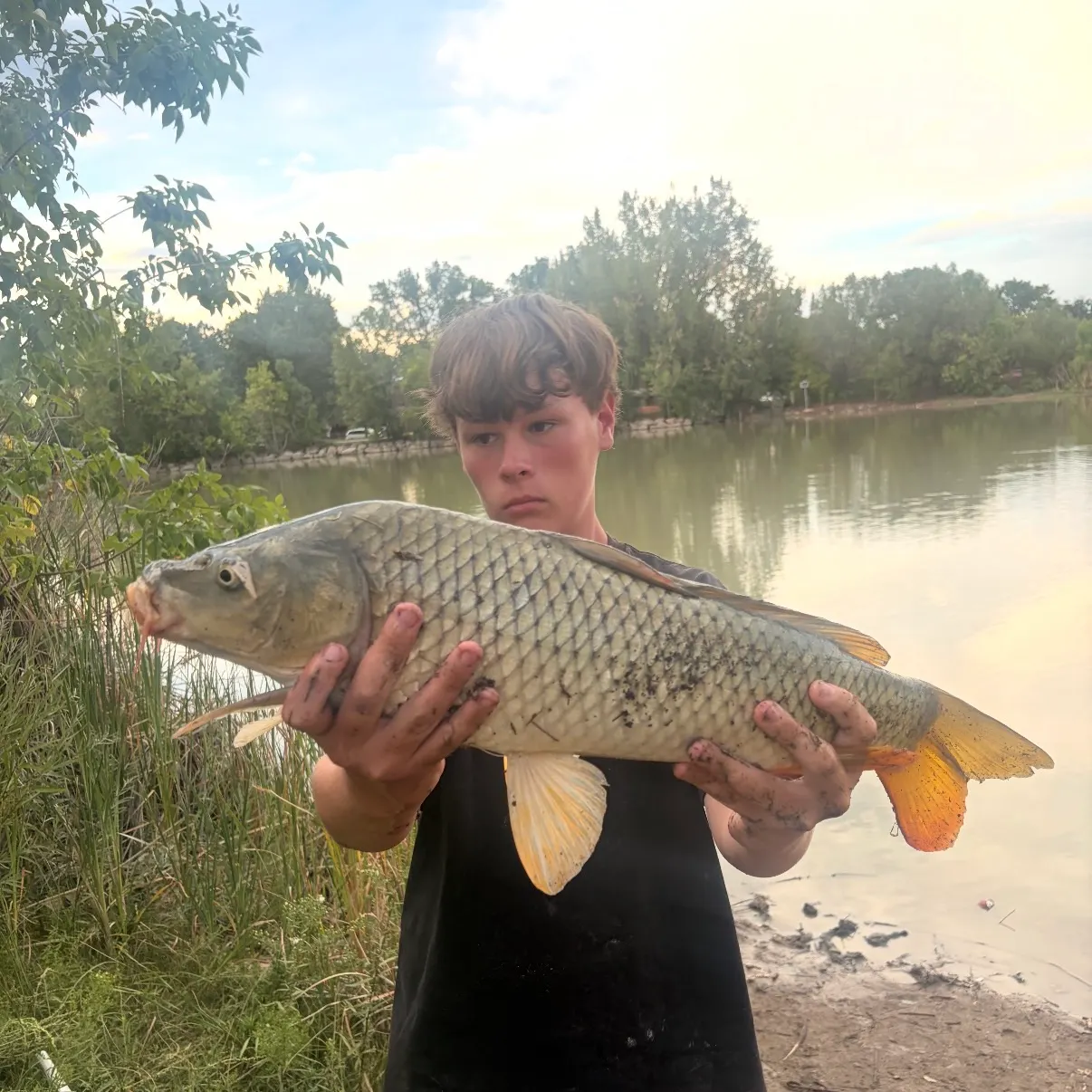 Common carp caught on Fishbrain