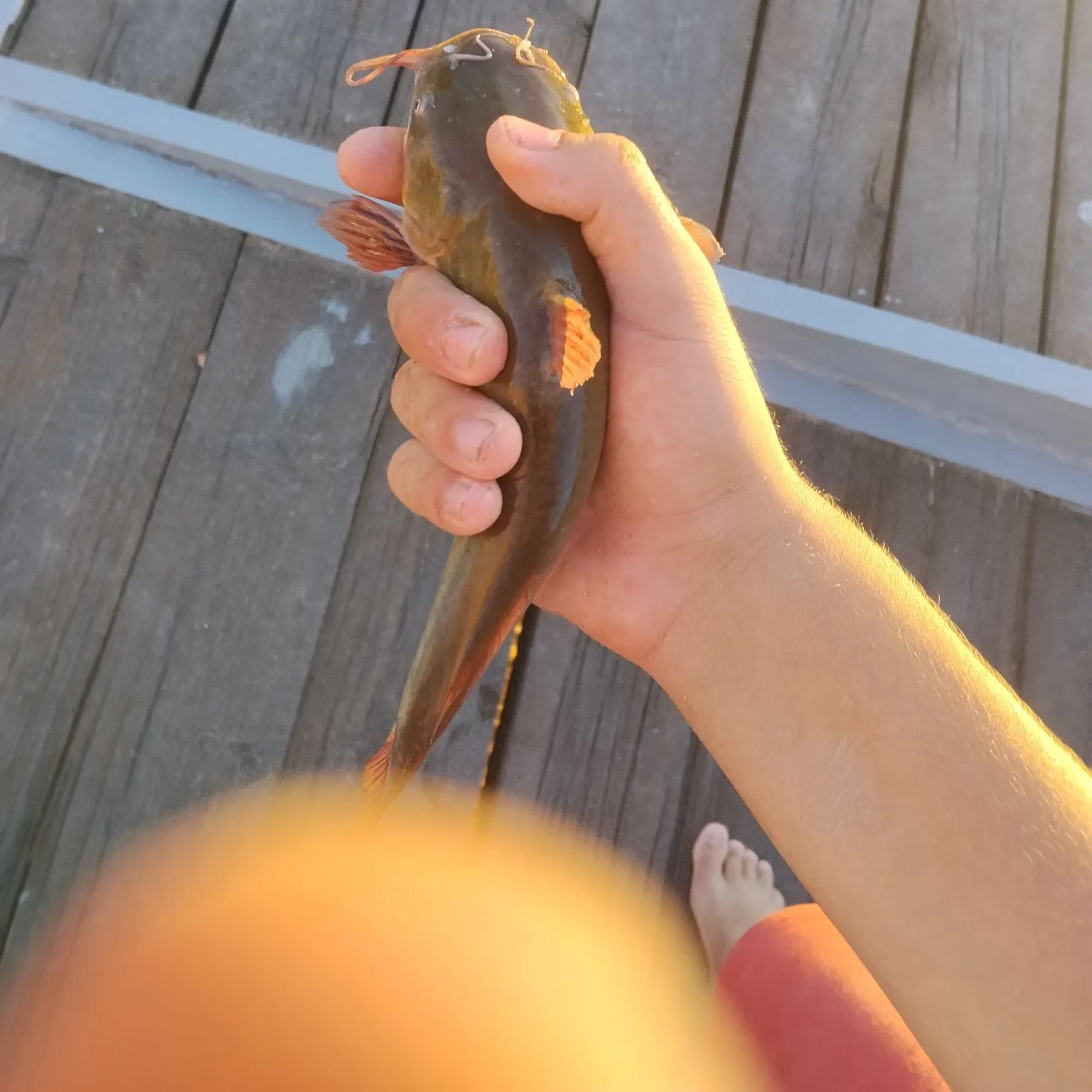 The most recent North African catfish catches on Fishbrain