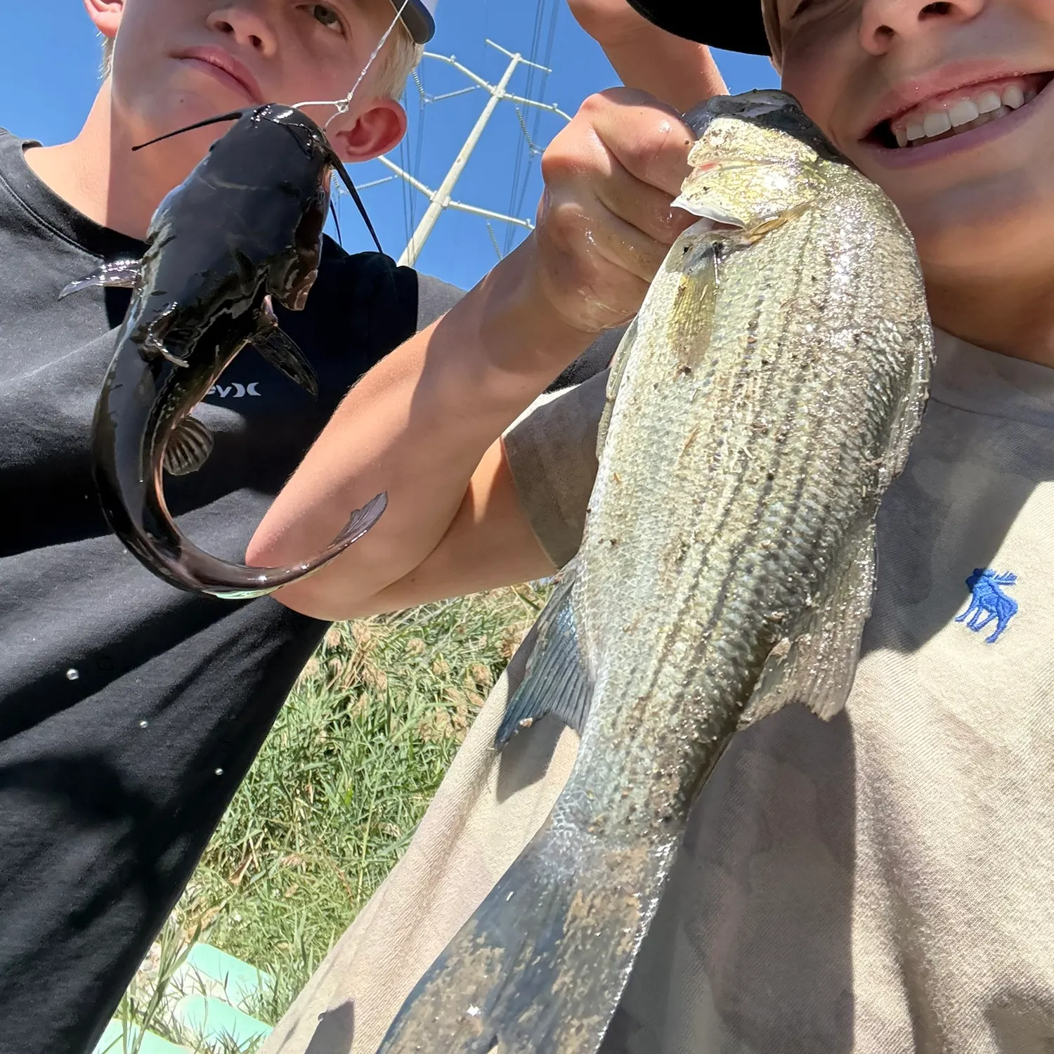 The most recent White bass catches on Fishbrain