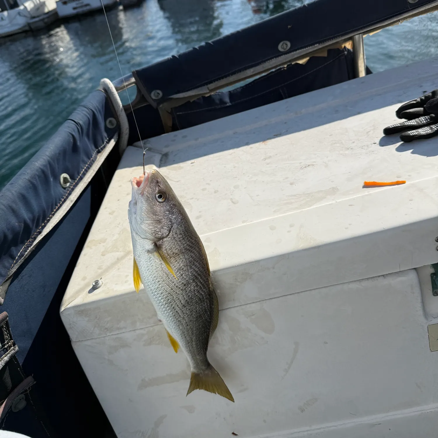 The most recent Yellowfin croaker catches on Fishbrain