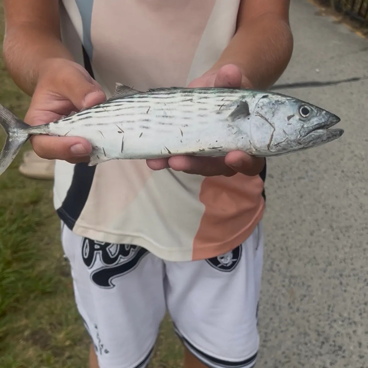 The most recent Striped bonito catches on Fishbrain