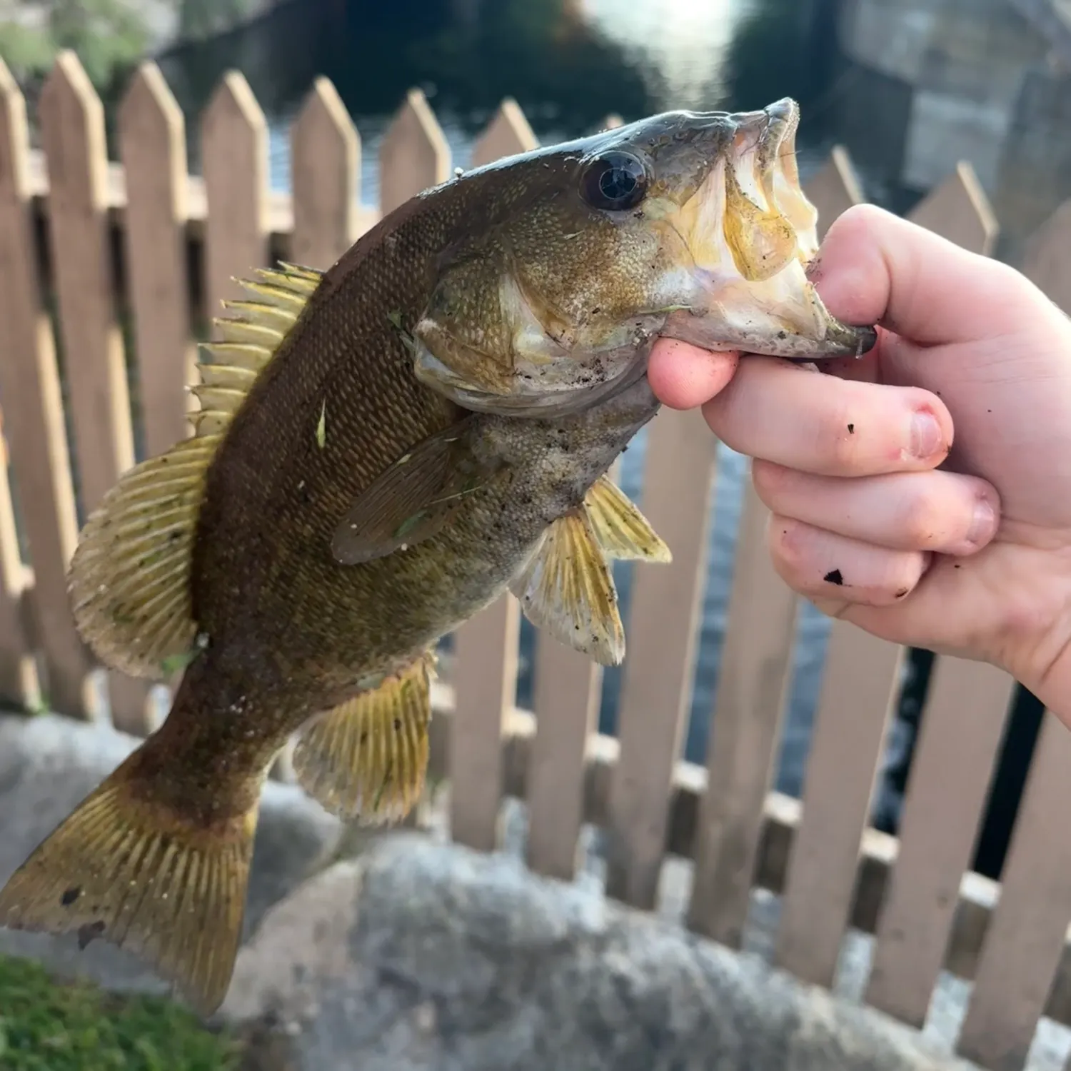 Smallmouth bass caught on Fishbrain