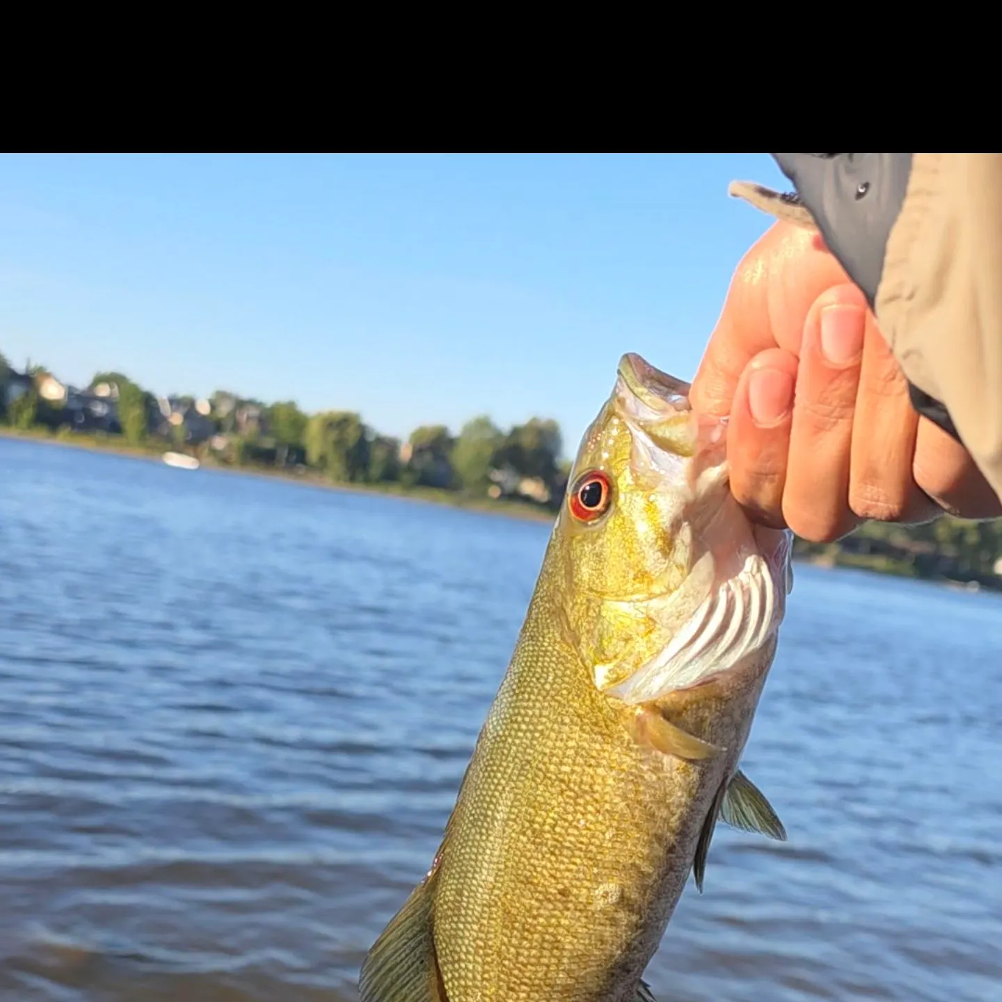 Smallmouth bass caught on Fishbrain